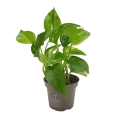 epipremnum aureum roślina doniczkowa sadzonka cena