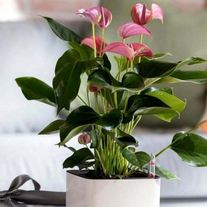 Anturium Karma Pink  ⌇ Anthurium