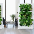 Acoustic Wall ściana wyciszająca z pionowym ogrodem do recepcji