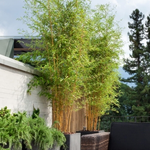 Bambus Mrozoodporny Spectabilis ⌇ Phyllostachys aureosulcata