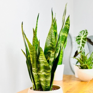 Sansewieria Dragon ⌇ Sansevieria aubrytiana