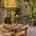 Daktylowiec Kanaryjski roślina do hotelu