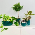 Doniczka ceramiczna Emerald - Tulipan na rośliny domowe