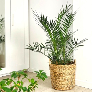 Palma Daktylowiec Kanaryjski  ⌇ Phoenix Canariensis