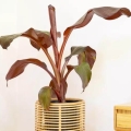 Bananowiec Red Tiger  sadzonka