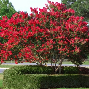 Lagerstroemia Red Imperator ⌇ Lagerstroemia indica