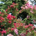Lagerstroemia Berlingot Menthe roślina do ogrodu