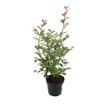 Lagerstroemia Petite Pink w doniczce cena