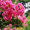 Lagerstroemia Petite Pink roslina do ogrodu