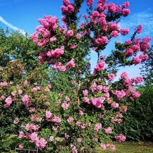 Lagerstroemia Rhapsody in Pink ‘Whit VIIIB’ ⌇ Lagerstroemia indica