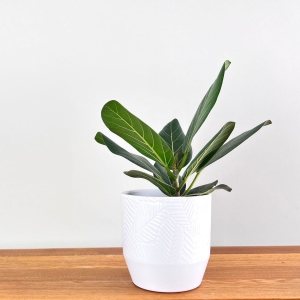 Fikus benghalensis Audrey ⌇ Ficus benghalensis