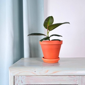 Fikus elastica Robusta ⌇ Ficus elastica Robusta