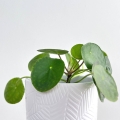 Pieniążek Pilea peperomioides roślina doniczkowa