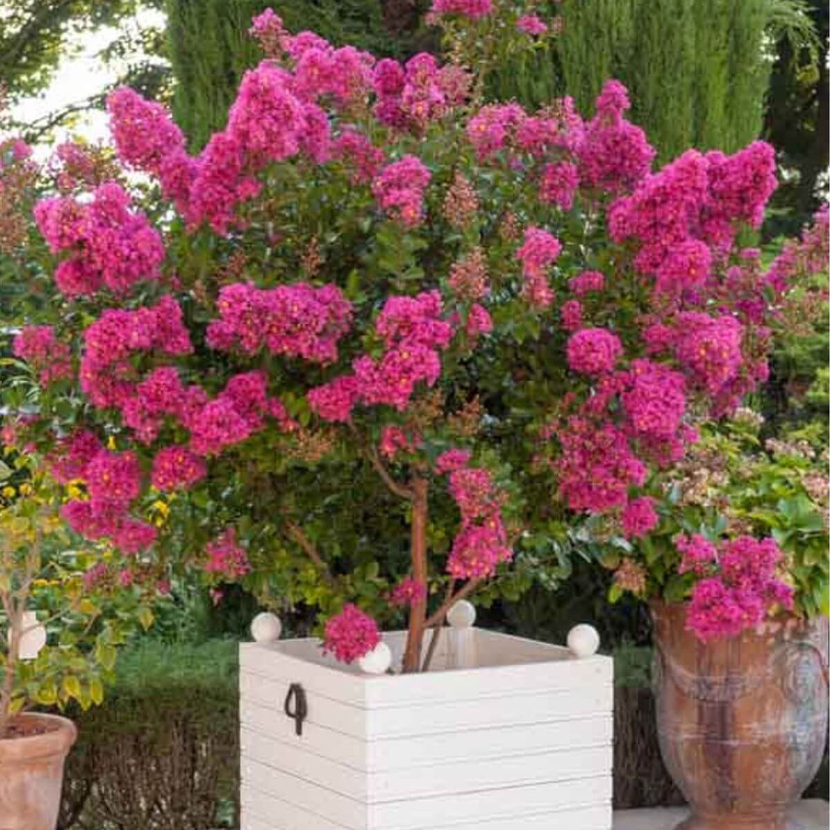 Lagerstroemia Berry Dazzle na pniu sadzonka