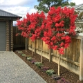 Lagerstroemia Best Red na pniu sadzonka