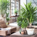 Dracena Arturo egzotyczne rośliny do salonu