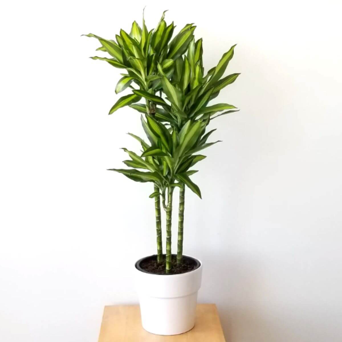 Dracena fragrans Cintho sadzonka