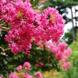 Lagerstroemia Różowa ⌇ Lagerstroemia indica C10