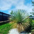 Yucca rostrata egzotyczna roślina stanowisko