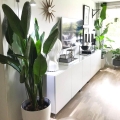 Strelicja Królewska Strelitzia reginae sadzonka sprzedaż