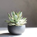 Agawa Eye Scream, Agave potatorum roślina do donicy