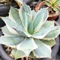 Agawa Eye Scream, Agave potatorum roślina egzotyczna sprzedaż