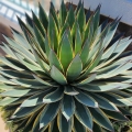 Agave ocahui długolistna roślina na taras