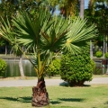 Palma Karłatka niska (Chamaerops Humilis)  roślina do ogrodu