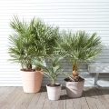 Palma Karłatka niska (Chamaerops Humilis) roślina na patio