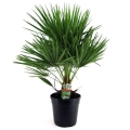 Palma Karłatka niska (Chamaerops Humilis) sadzonka w donicy