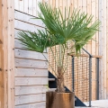 Palma Karłatka niska (Chamaerops Humilis) roślina na taras