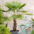 Palma Mrozoodporna (Trachycarpus Fortunei) roślina na patio
