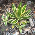 Agawa Quadricolor Lophantha uprawa w ogrodzie