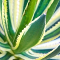 Agawa Quadricolor Lophantha w polsce