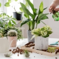 Urban Jungle podłoże do upraw Skrzydłokwiatów