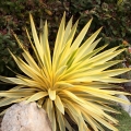 Juka gloriosa Citrus Twist sadzonka