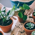 Urban Jungle podłoże dedykowane do Peperomi