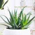 Aloes drzewiasty ( Aloe arborescens) sadzonka