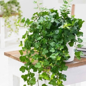 Bluszcz Wonder ⌇ Hedera wonder