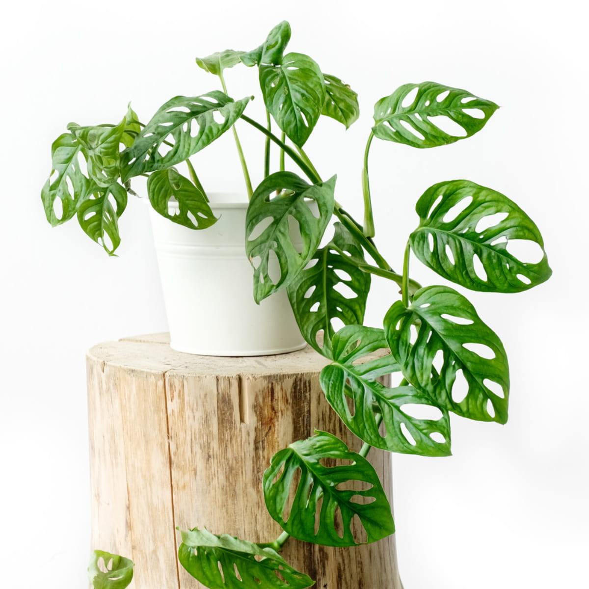 Monstera Monkey Mask C2 sadzonka