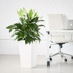 Skrzydłokwiat Sweet Lauretta C4 ⌇ Spathiphyllum