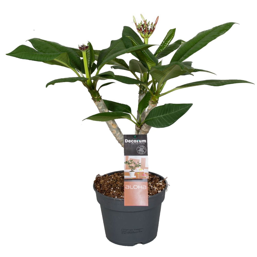 Plumeria Hawaiian Opal Pink