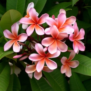 Plumeria Hawaiian Opal Pink ⌇ Plumeria rubra