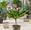 Plumeria Hawaiian Opal Pink sadzonka na tarasie
