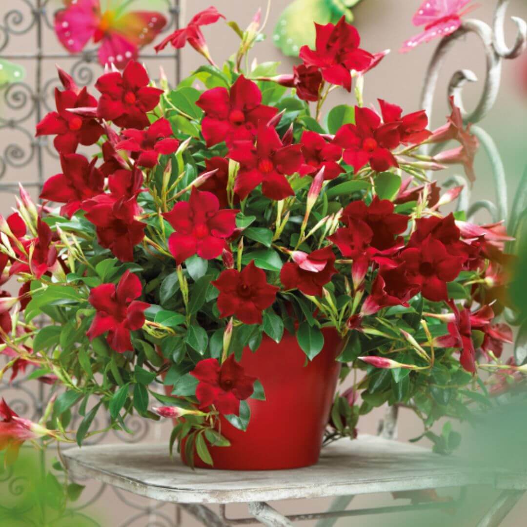Sundawille Classic Red  sadzonka