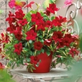 Sundawille Classic Red  sadzonka