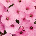 Supertunia VISTA Bubblegum różowe kwity