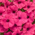 Supertunia VISTA różowe kwiaty