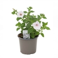 Supertunia VISTA biała Silverberry sadzonka w donicy