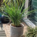Dianella wspaniała Coolvista trawa na tarasie